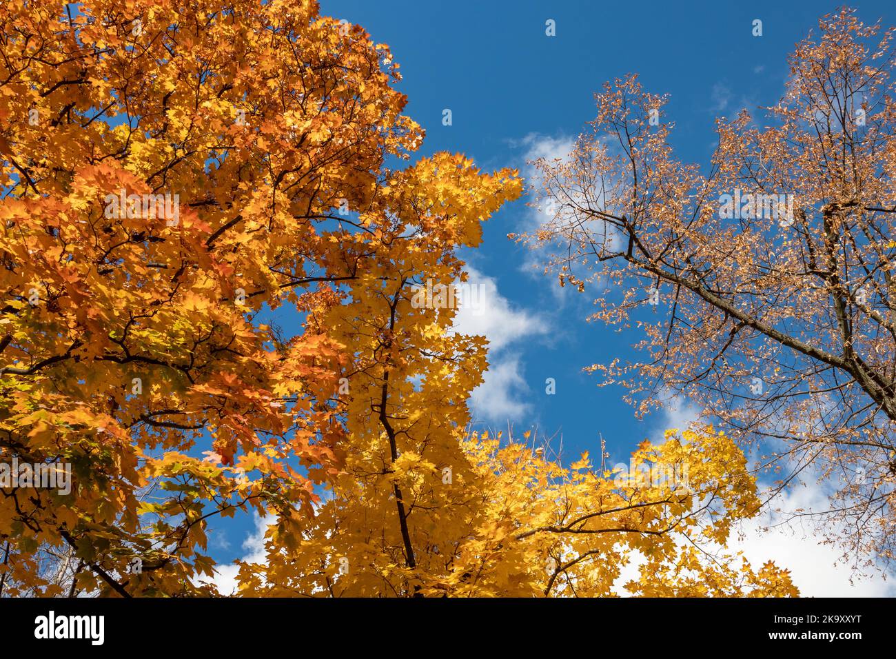 Saison d'or de l'automne. Branches d'érable avec des feuilles jaunes colorées sur le ciel bleu avec des nuages, fond naturel automnal de forêt Banque D'Images