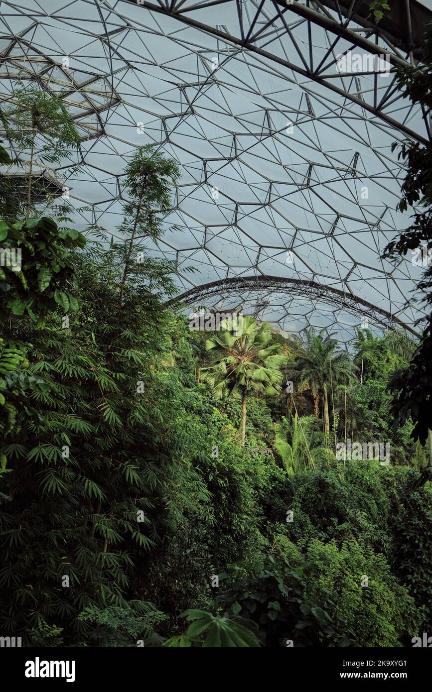 À l'intérieur du biome de la forêt tropicale. Un des nombreux biomes écologiques en forme de nid d'abeille au projet Eden à Bodelva, St Austell, Cornwall Banque D'Images