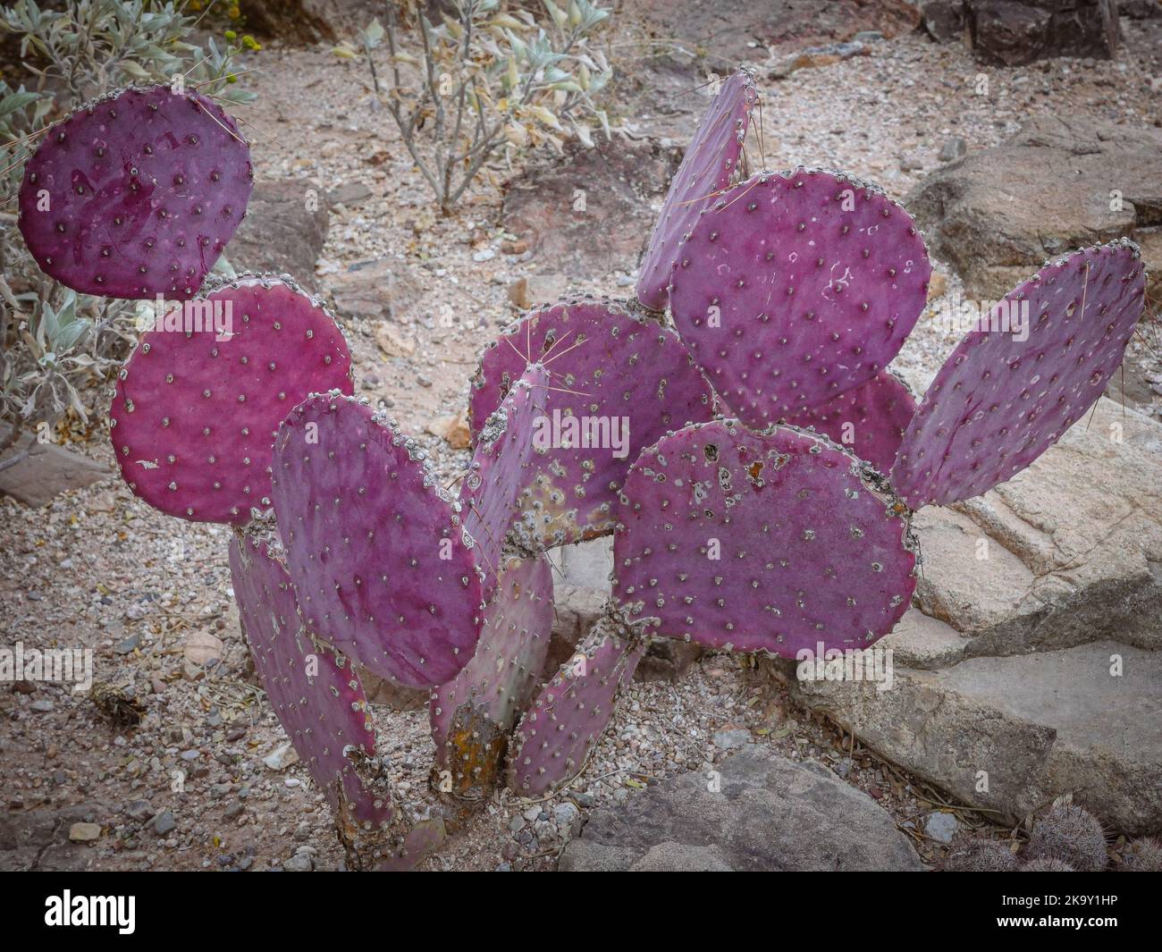 Purple Prickly Pear (Opuntia macrocentra) au Musée du désert de Tucson, Arizona Banque D'Images