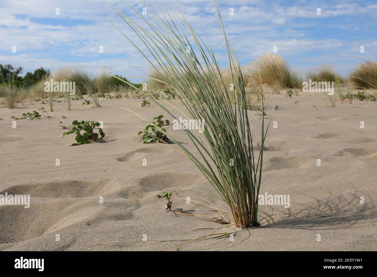 bush d'herbe qui pousse sur une dune de sable malgré la sécheresse du sol Banque D'Images