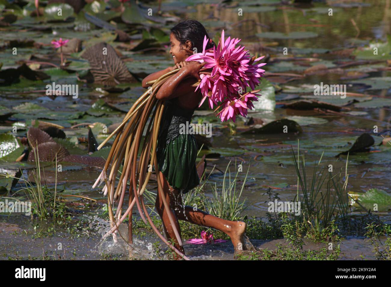 Non exclusif: 28 octobre 2022, Sylhet, Bangladesh: Enfants ruraux collectant des fleurs de nénuphars du lac le plus proche pour vendre aux touristes à Jai Banque D'Images