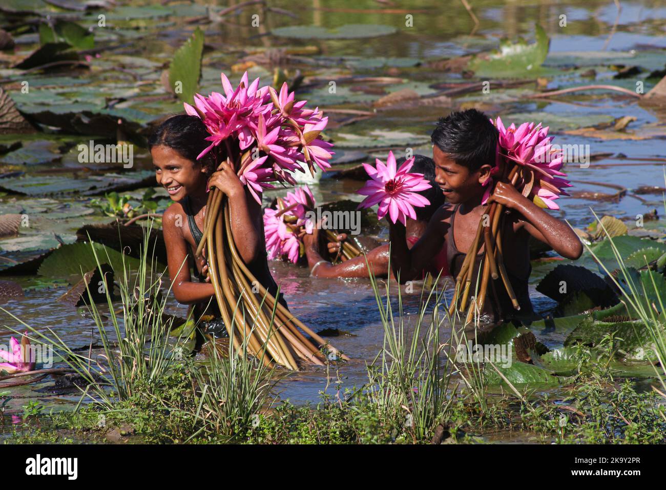 Non exclusif: 28 octobre 2022, Sylhet, Bangladesh: Enfants ruraux collectant des fleurs de nénuphars du lac le plus proche pour vendre aux touristes à Jai Banque D'Images