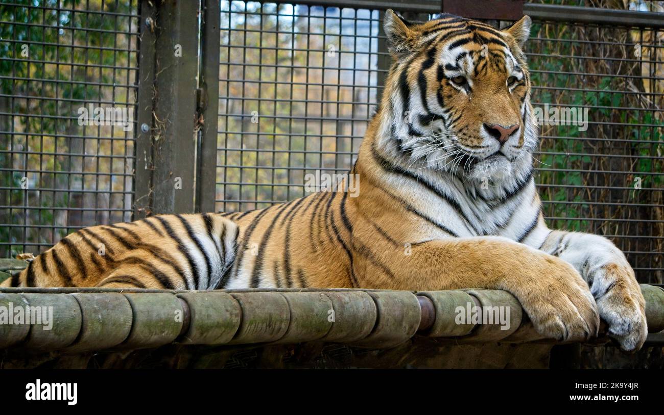 Amur Tiger Calgary Zoo Alberta Banque D'Images