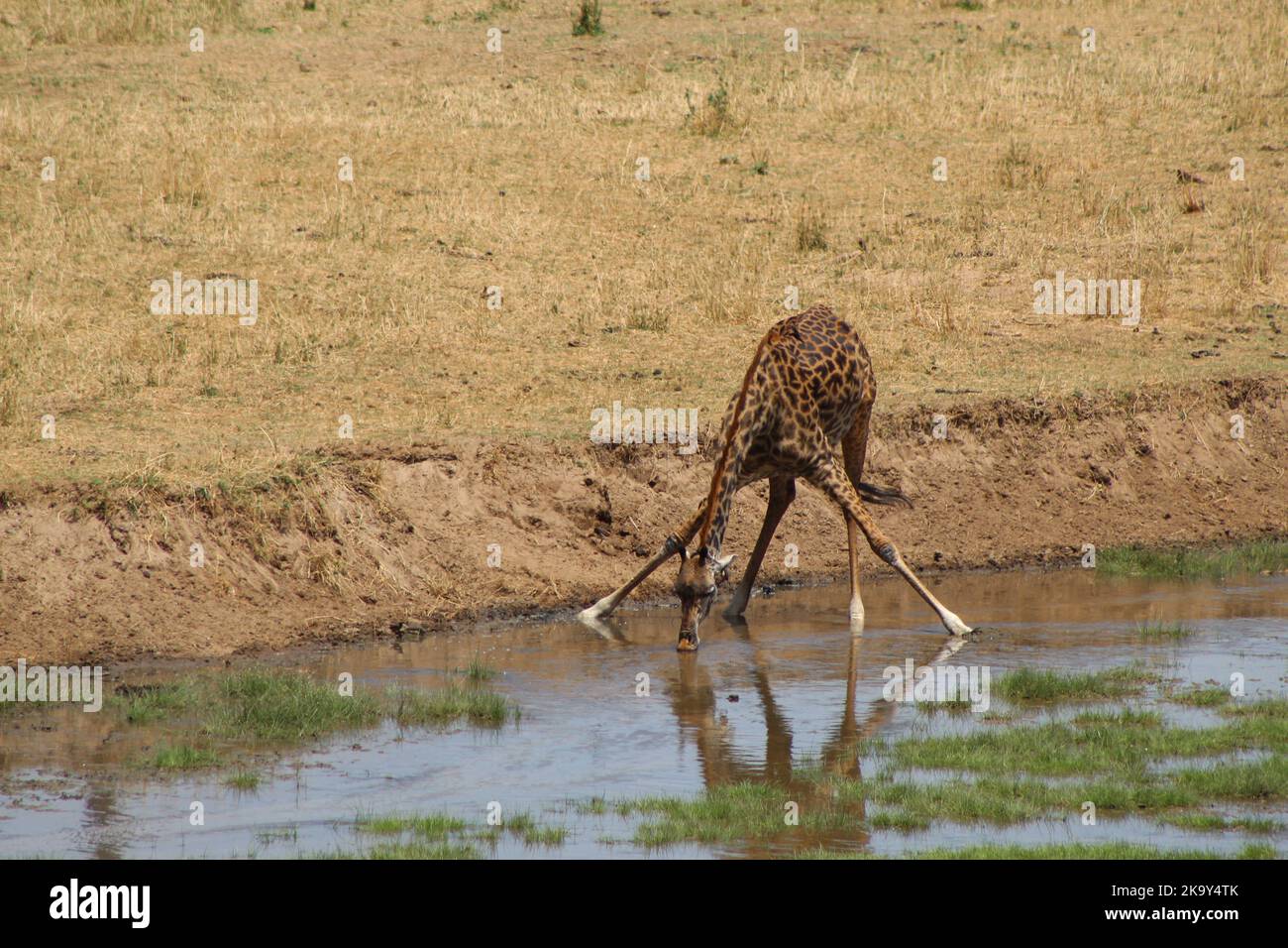 l'eau potable de girafe Banque D'Images