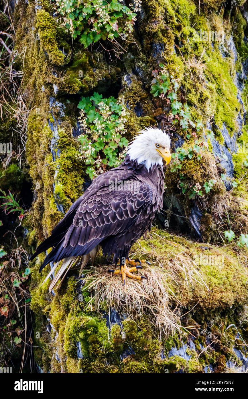 Pygargue à tête blanche mature, rivière Dog Salmon; lac Frazer; réserve naturelle nationale de l'île Kodiak; île Kodiak; Alaska, États-Unis Banque D'Images