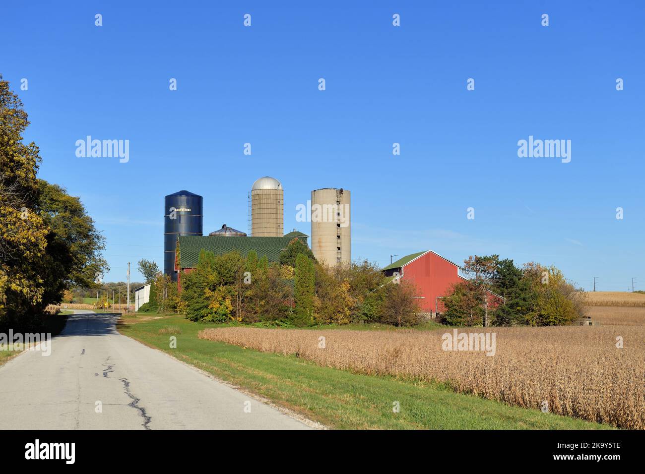 Burlington, Illinois, États-Unis. Les granges entourées de silos s'assoient au-delà d'une récolte de maïs mûre pendant un après-midi d'automne dans le nord-est de l'Illinois. Banque D'Images