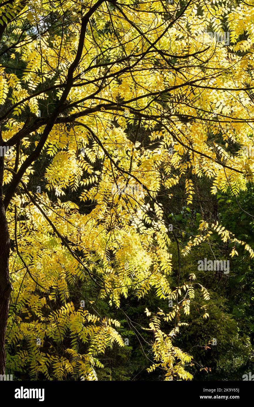 Feuilles jaunes d'automne avec le soleil qui brille à travers elles Banque D'Images