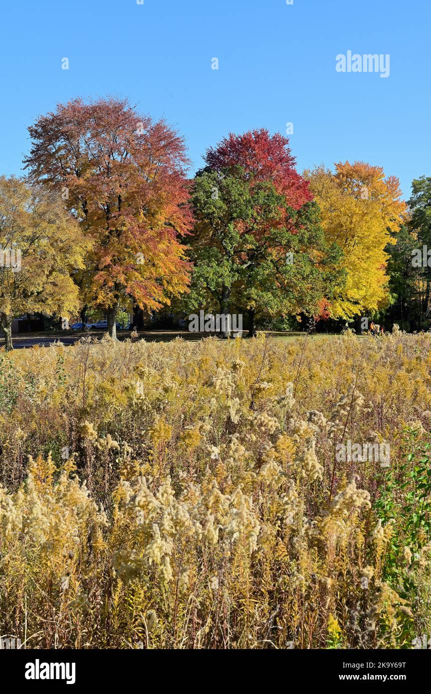 Warrenville, Illinois, États-Unis. La beauté et la couleur de la saison d'automne en évidence dans une forêt dans le nord-est de l'Illinois. Banque D'Images