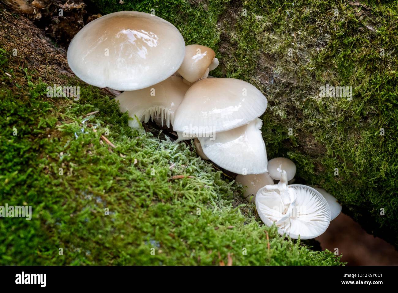Champignon de porcelaine poussant sur le bois pourri. La surface du champignon a une apparence brillante. Banque D'Images