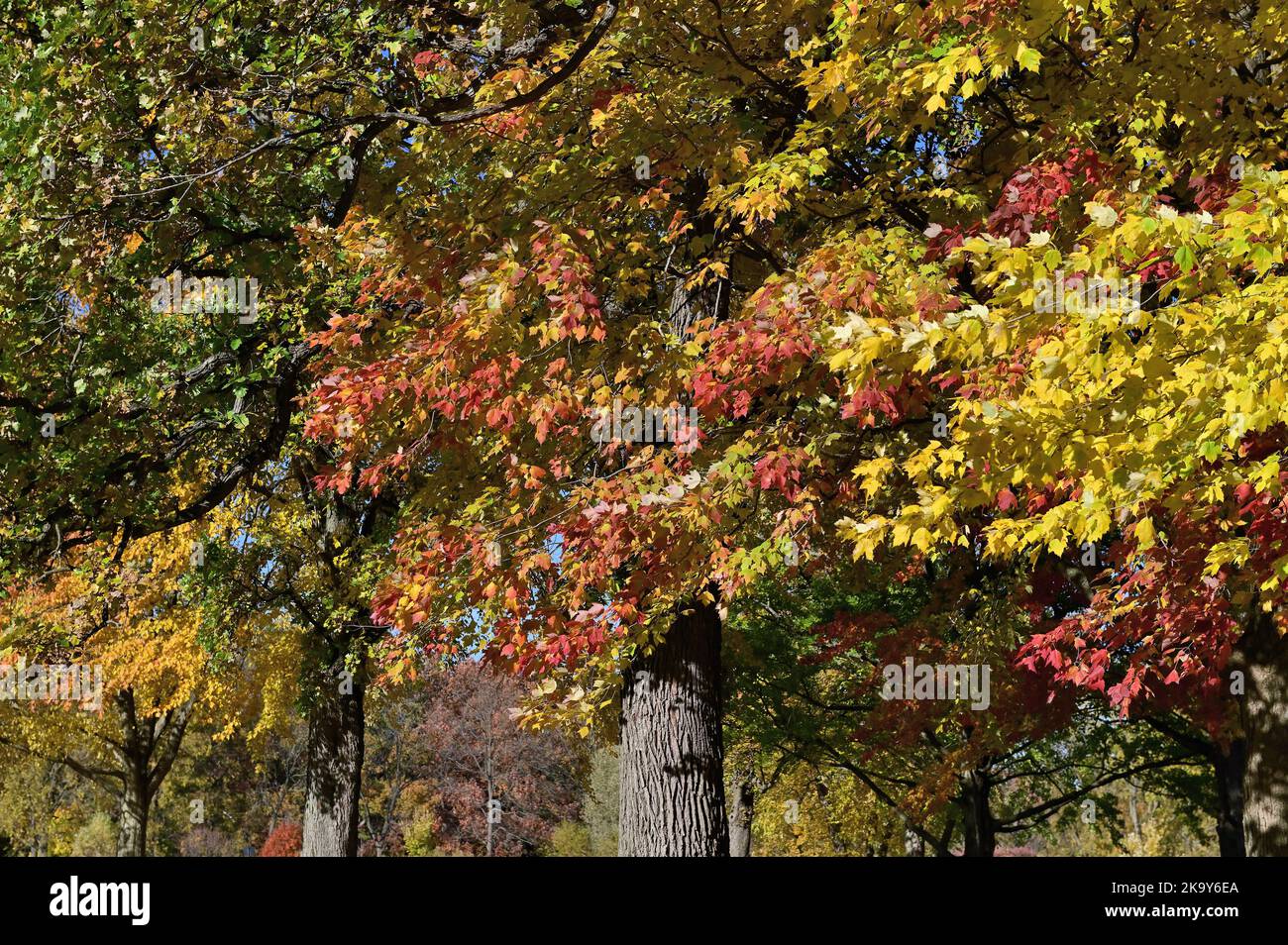 Warrenville, Illinois, États-Unis. La beauté et la couleur de la saison d'automne en évidence dans une forêt dans le nord-est de l'Illinois. Banque D'Images