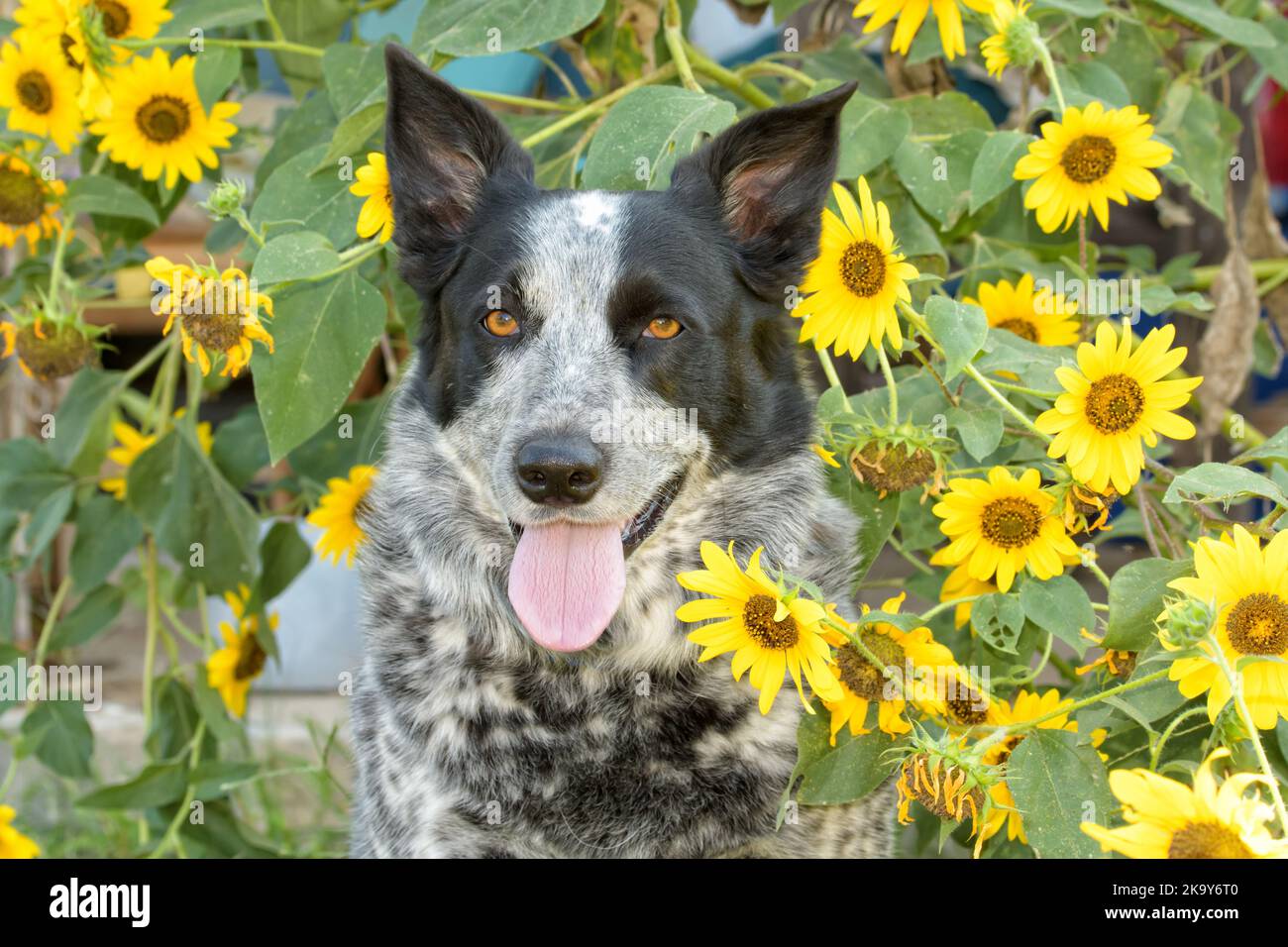 Chien à pois noir et blanc au milieu des tournesols, regardant le spectateur Banque D'Images