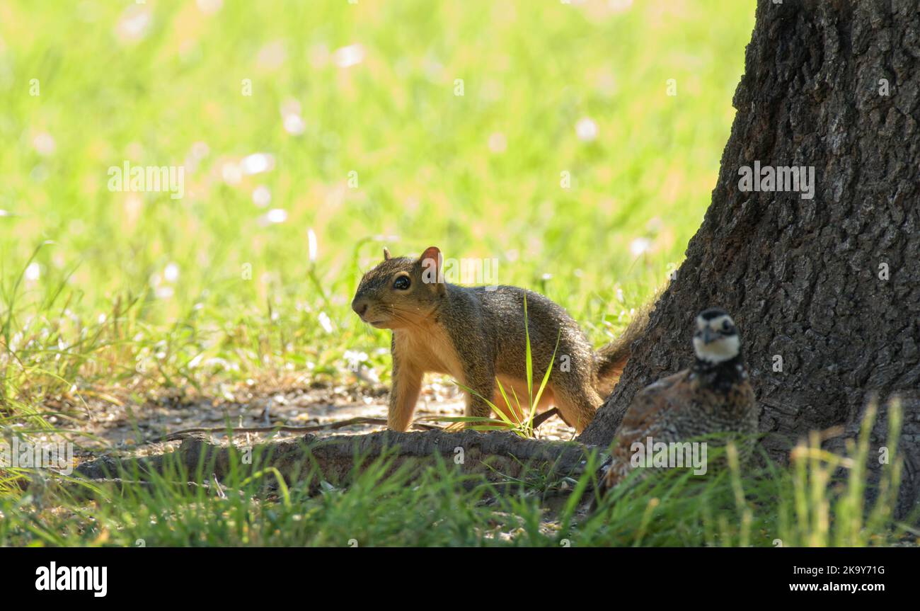 Bel écureuil sur le sol à la base d'un arbre, regardant autour, avec un seau de Bobwhite près de lui Banque D'Images