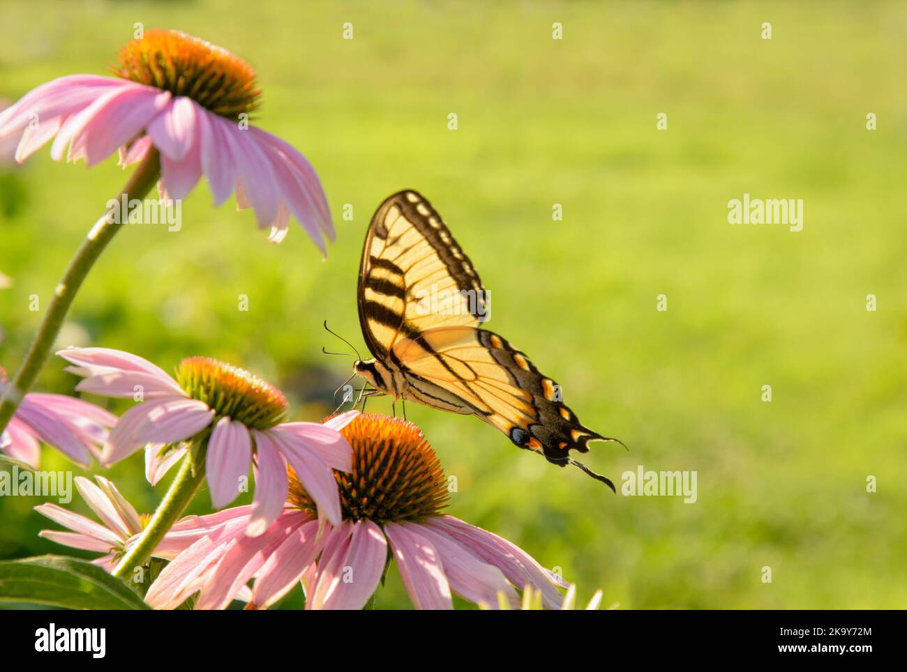 Papillon à queue de cygne de l'est se nourrissant d'une fleur de cocon violette au soleil du matin Banque D'Images