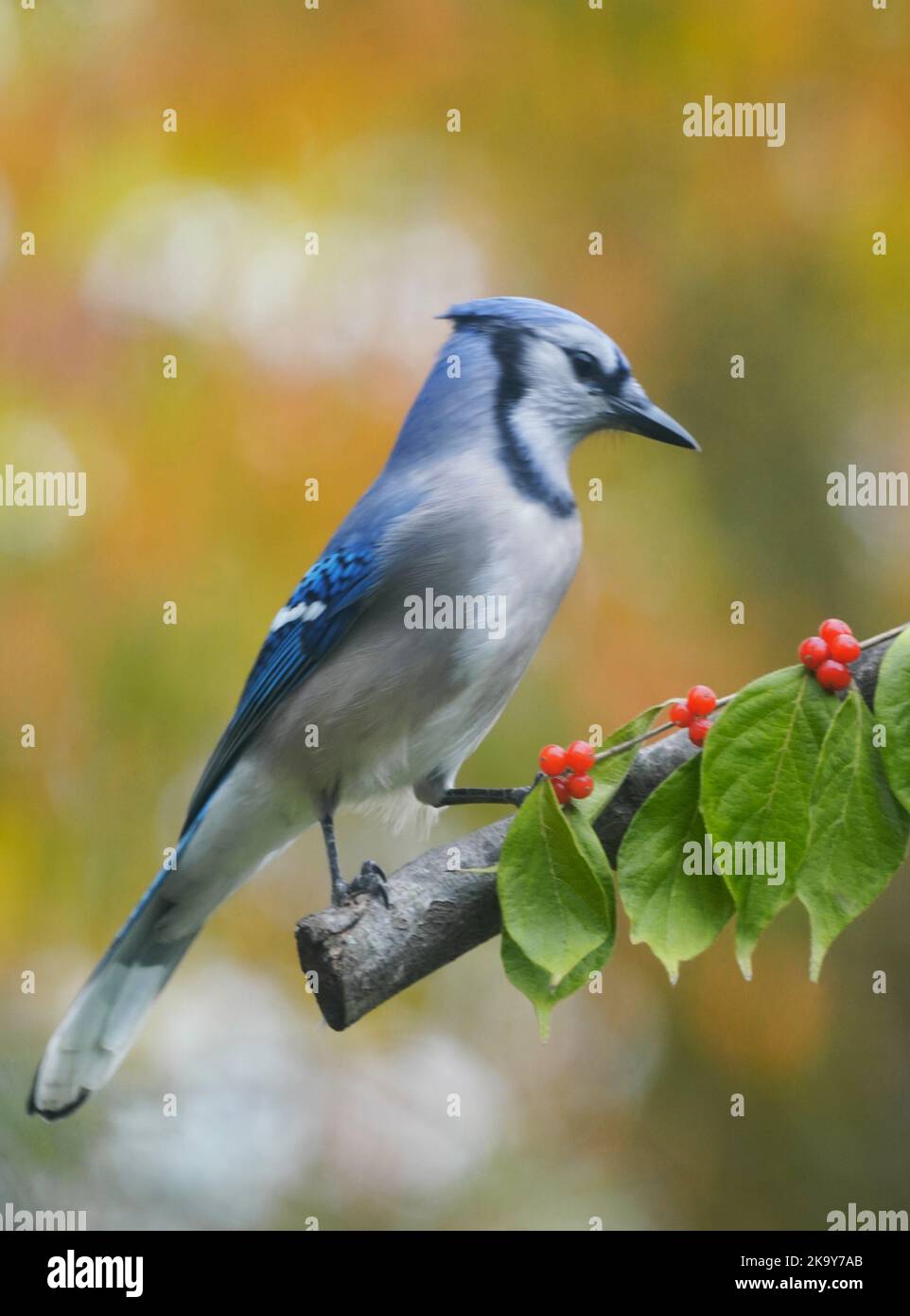 Geai bleu avec chèvrefeuille de miel Banque D'Images