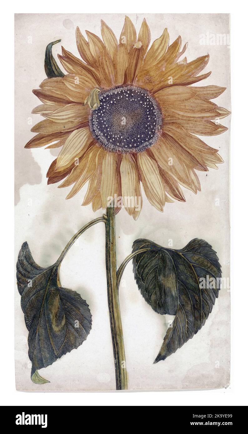 Sunflower, anonyme, 1688 - 1698 Banque D'Images
