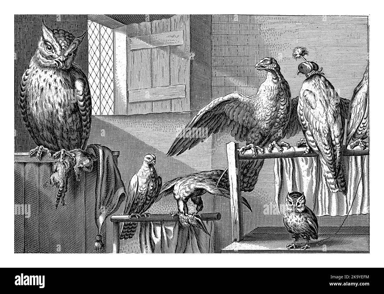 Falcons et hiboux dans une grange. À gauche, un hibou avec une proie entre ses griffes. Banque D'Images