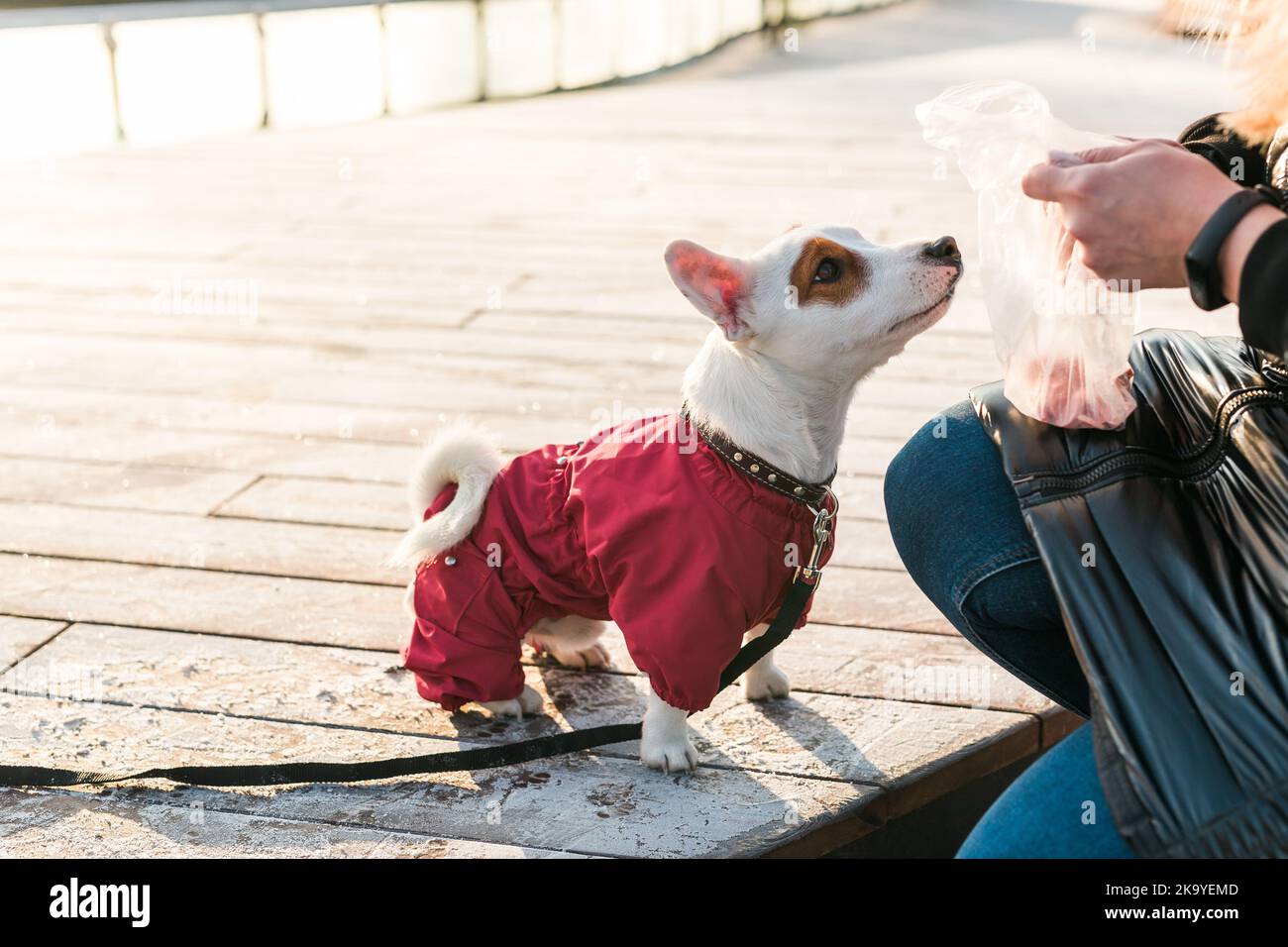 Femme formant son petit chien Jack russell terrier en costume race à l'extérieur dans le parc d'hiver froid jour - accessoires d'animal de compagnie ou de chien et le concept de propriétaire Banque D'Images