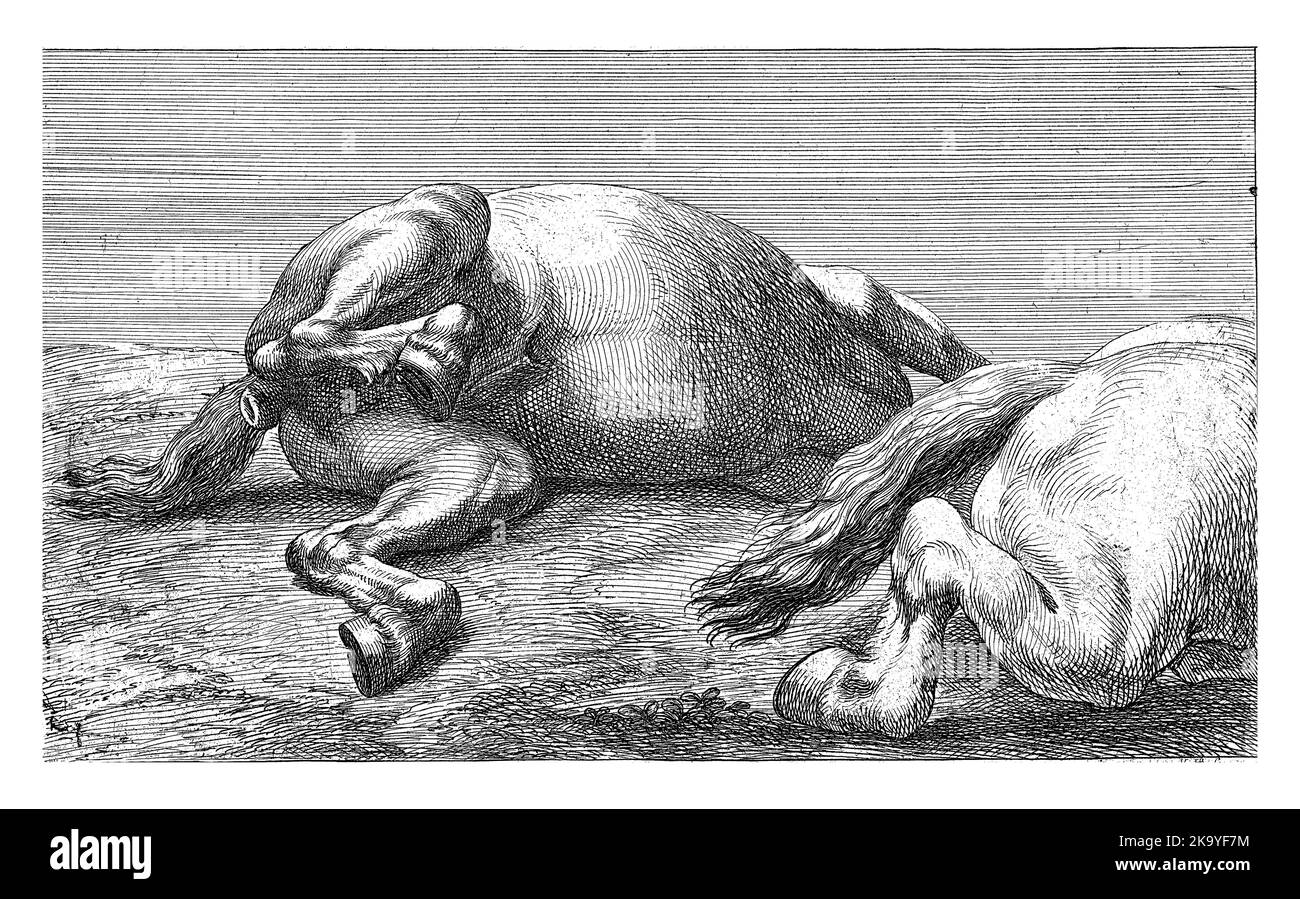 Au milieu un cheval vu sur le ventre. Sur la droite, l'arrière d'un cheval vu du côté. Banque D'Images