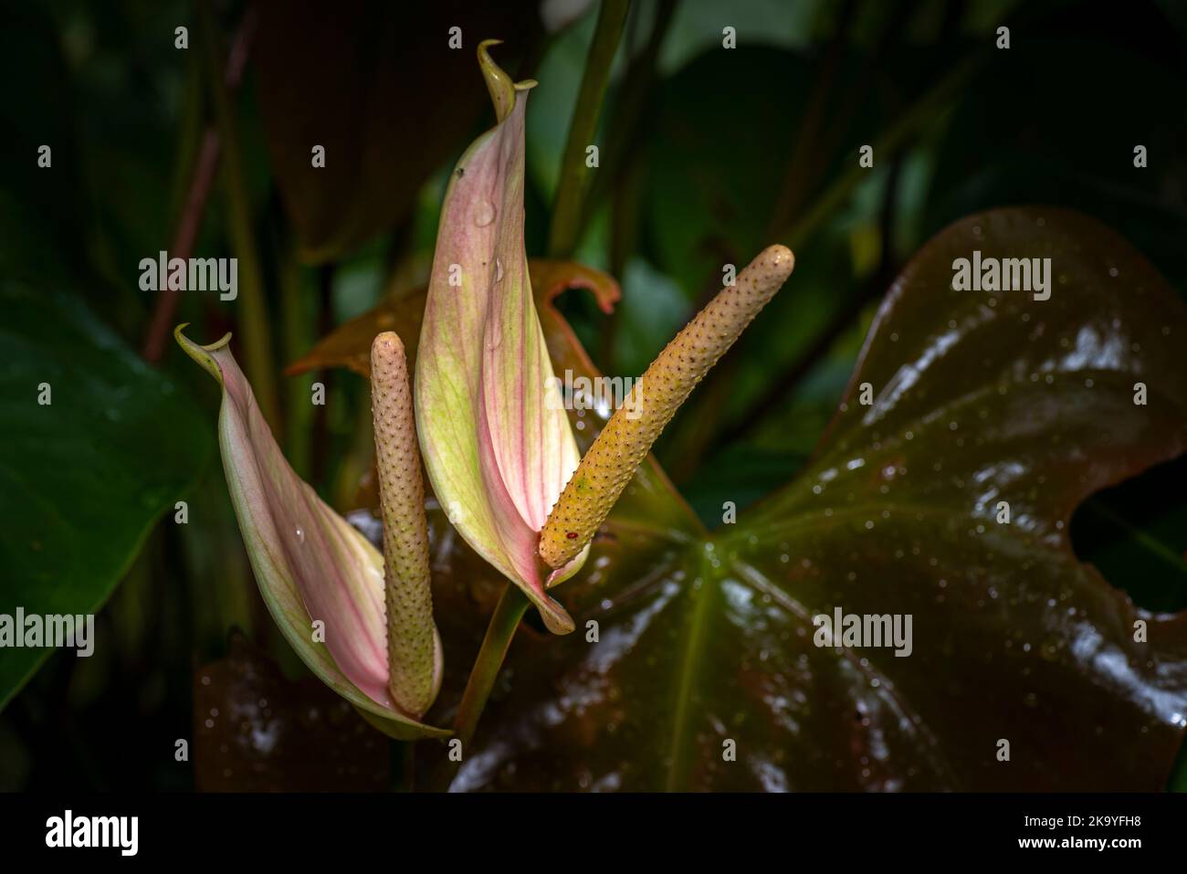 L'Anthurium andraeanum fleurit avec des feuilles et des gouttes de pluie après une douche à effet pluie Banque D'Images