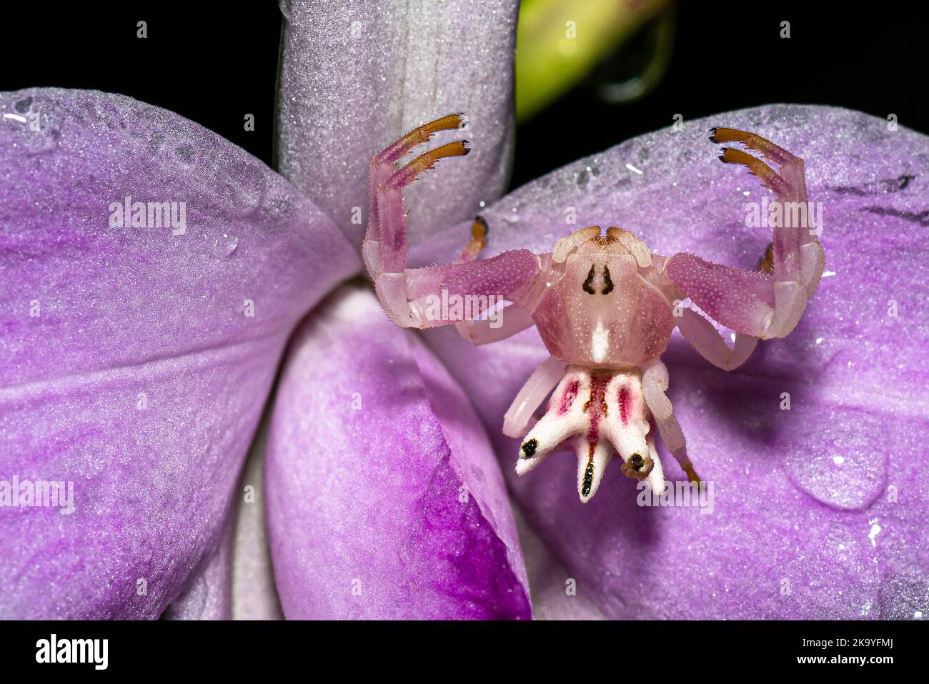 Petit Epicadus-hétérogaster / araignée de crabe sur une fleur d'orchidée de bambou Banque D'Images