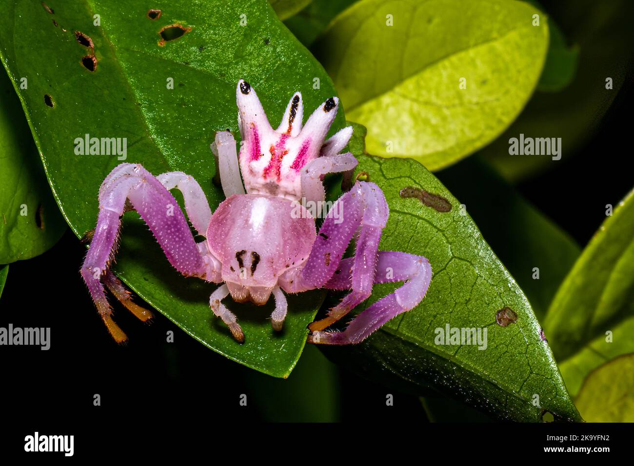 Petite Epicadus-heterogaster / araignée de crabe rose sur une macro-photographie de feuille verte Banque D'Images