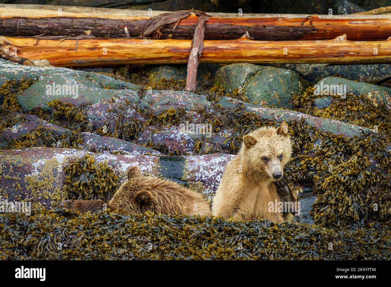 Mère de grizzli avec un cub à Knight Inlet, territoire des Premières nations, Colombie-Britannique, Canada Banque D'Images