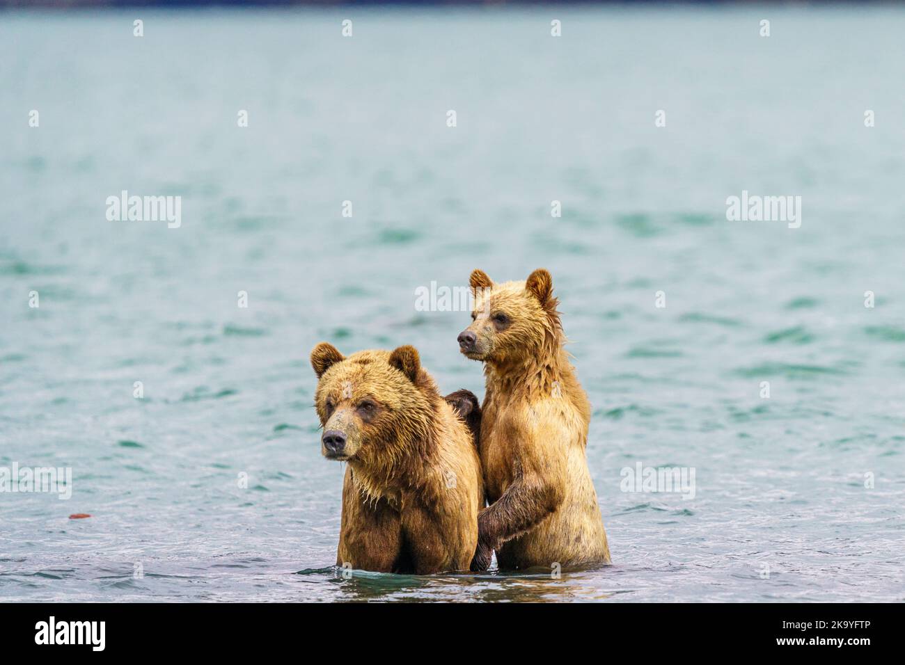 Mère de grizzli avec un cub à Knight Inlet, territoire des Premières nations, Colombie-Britannique, Canada Banque D'Images