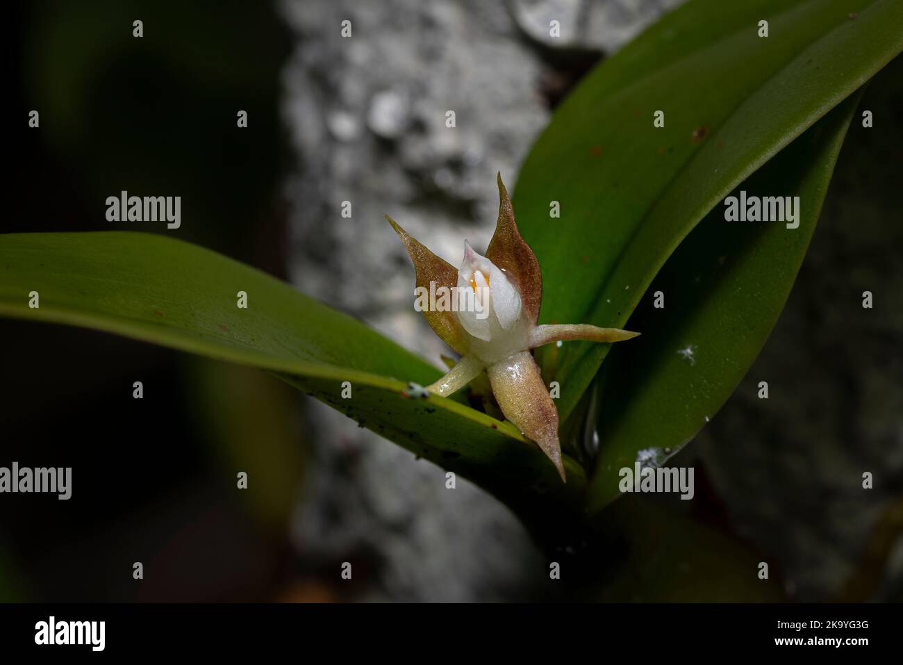 Petite fleur d'orchidée poussant au milieu de la feuille Banque D'Images