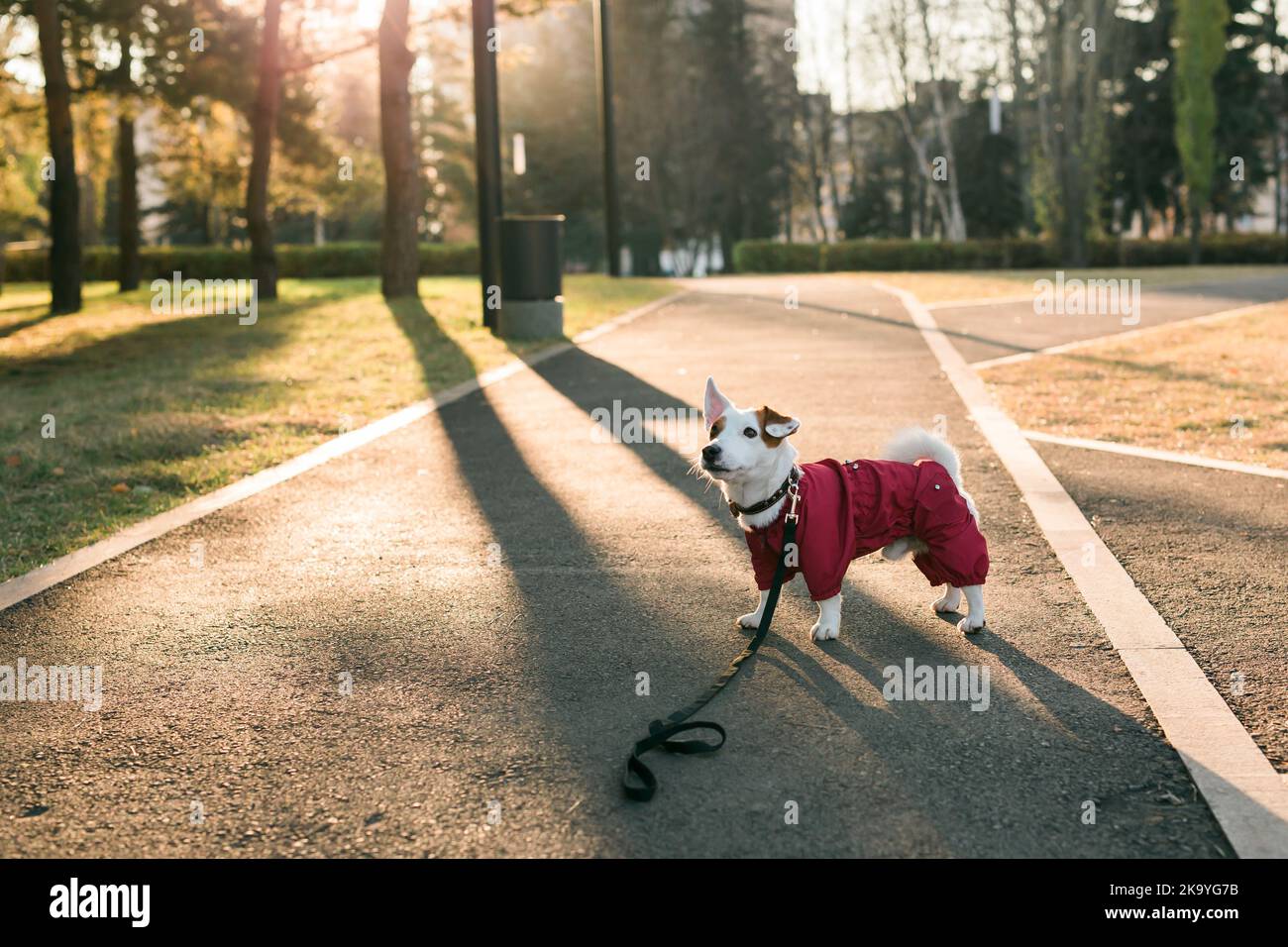 Portrait d'un adorable chien Jack Russell en costume marchant dans l'espace de copie du parc d'automne et vide pour le texte. L'animal de compagnie du chiot est vêtu de promenades en chandail Banque D'Images