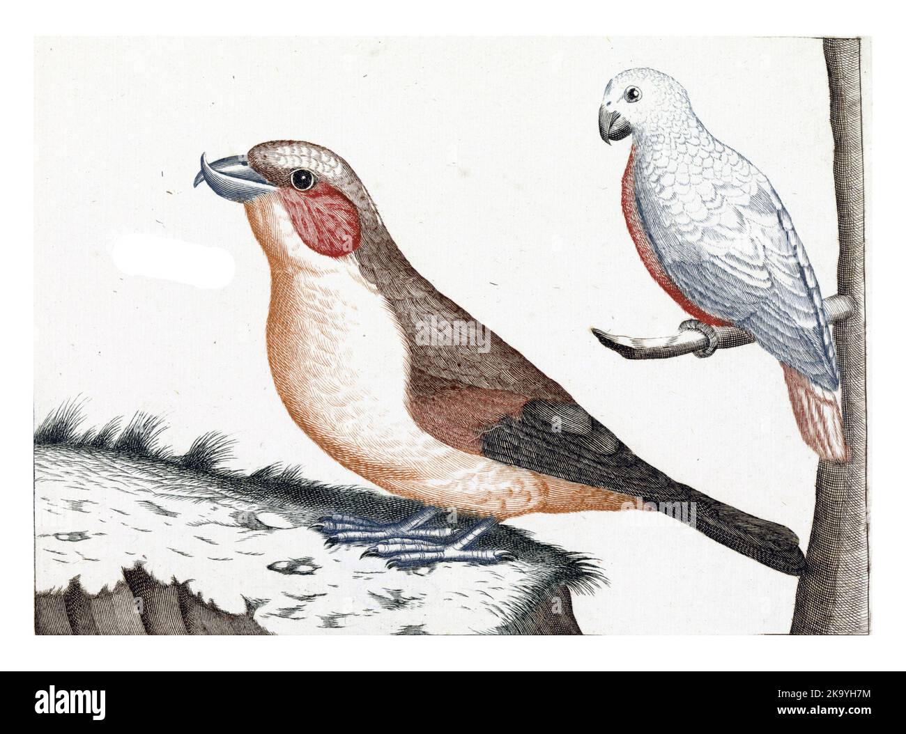 Crossbill et oiseau blanc, anonyme, 1688 - 1698 au premier plan un crossbill. En outre, le nom en latin et en français. Droit sur une branche a b blanc Banque D'Images