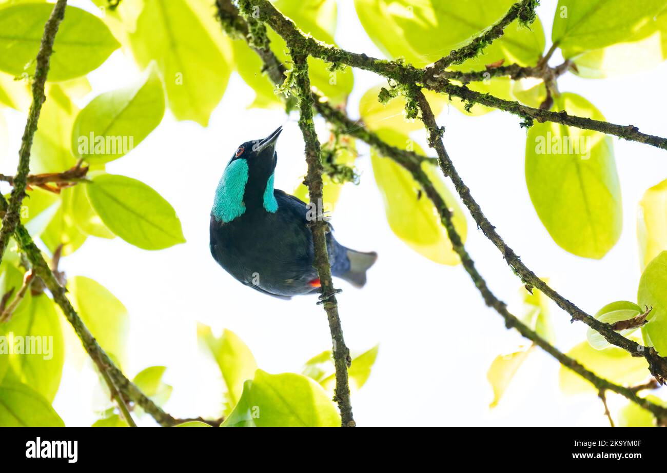 Magnifique Dacnis à la carapace de la carapace perchée sur une branche d'arbre à la recherche d'insectes Banque D'Images