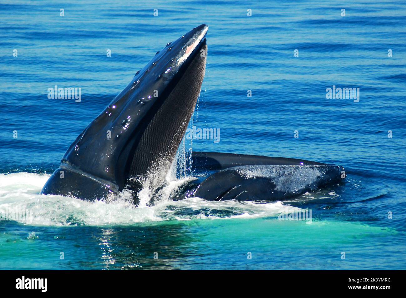 Une grande baleine à bosse s'élève à la surface pour se nourrir des poissons dans l'océan Banque D'Images