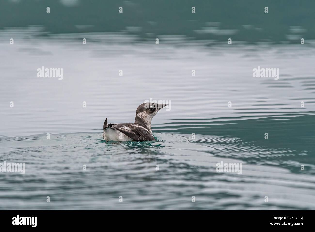 Guillemot marbré (Brachyramphus marmoratus) nager au large de la côte du sud-est de l'Alaska, USA. Banque D'Images Guillemot marbré (Brachyramphus marmoratus) nager au large de la côte du sud-est de l'Alaska, USA. Banque D'Images