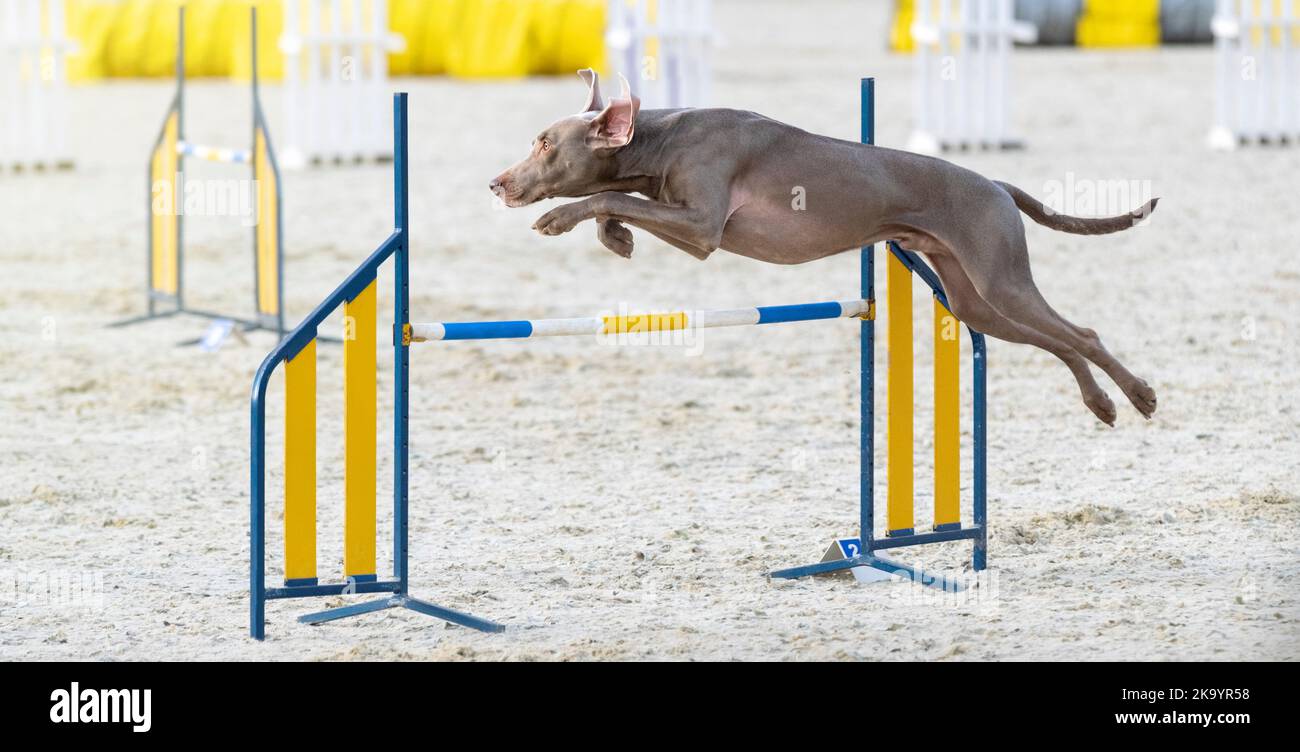 Weimaraner. Chien dans un concours d'agilité. Le chien saute sur un obstacle. Événement sportif, réalisation dans le sport. Été. Lumière d'été Banque D'Images