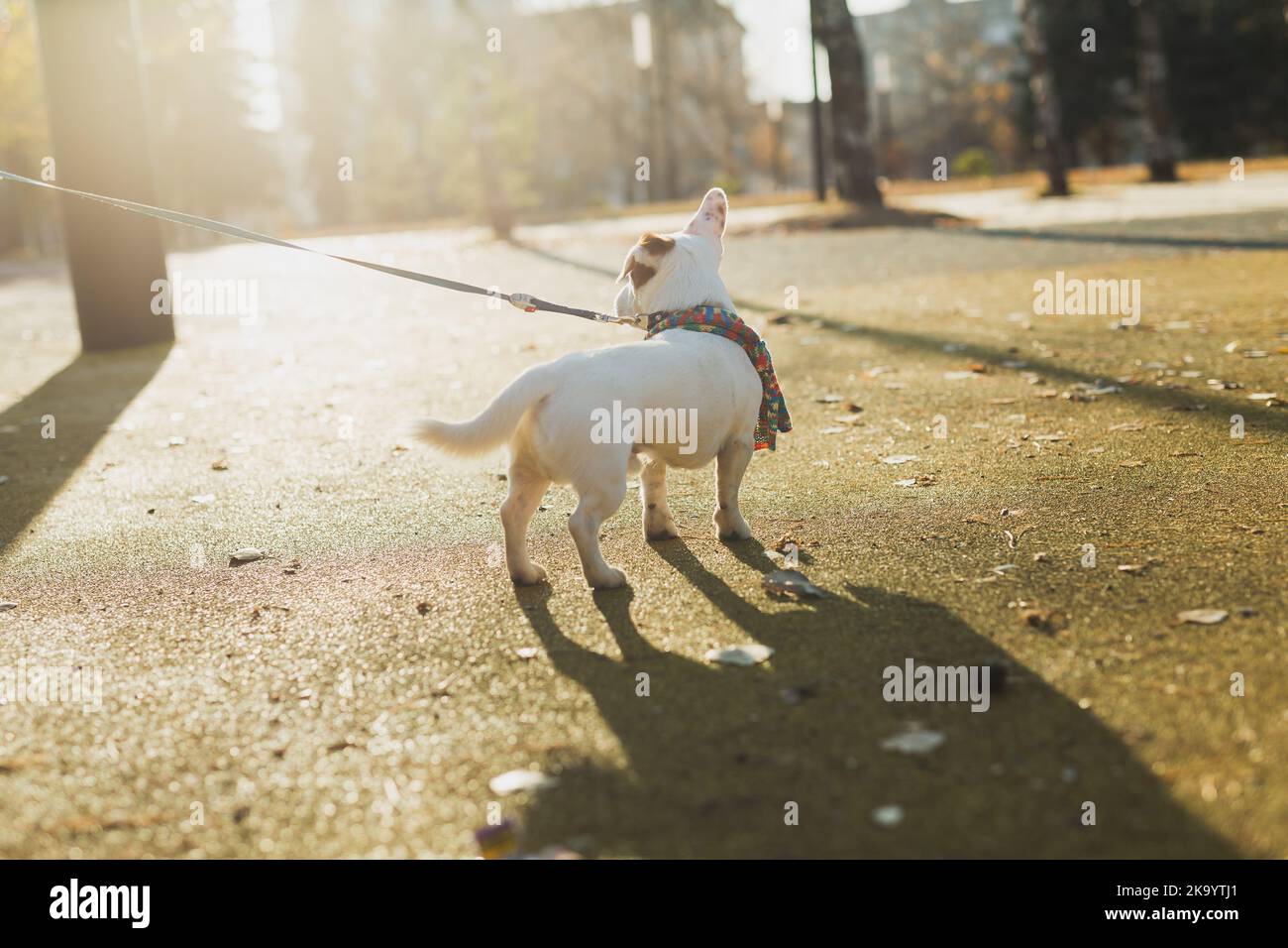 Vue arrière portrait d'un adorable chien Jack Russell en foulard marchant dans l'espace de copie du parc d'automne et vide pour le texte. L'animal de compagnie du chiot est habillé dans des promenades de vêtements Banque D'Images