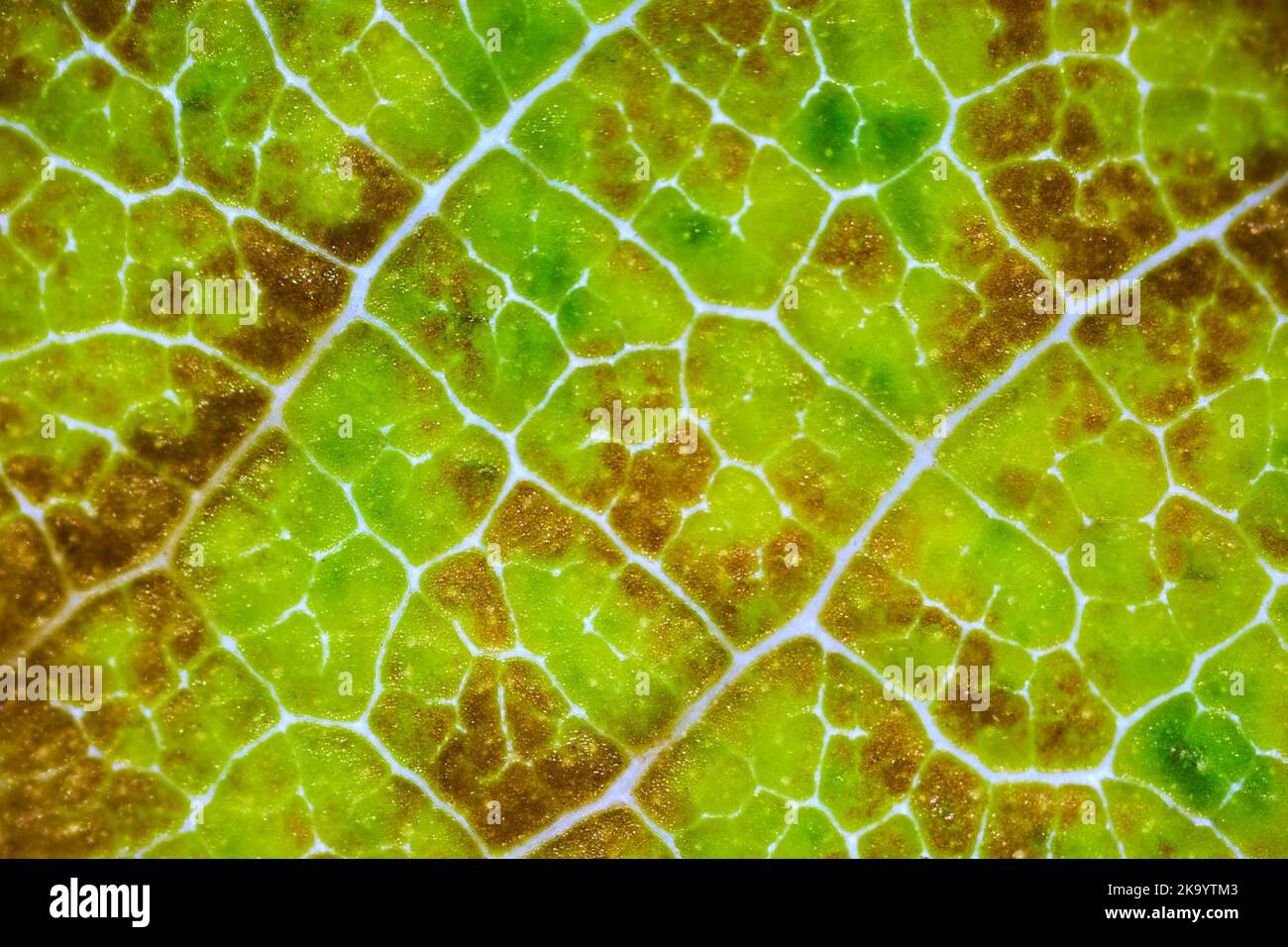 magnifiques motifs de feuilles d'automne sous le microscope Banque D'Images