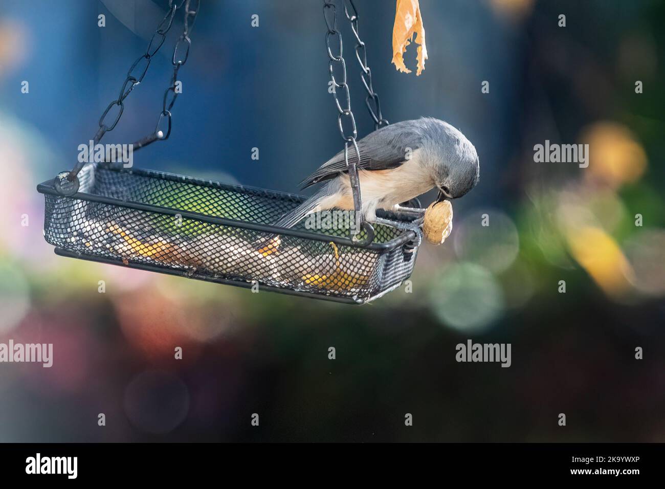 Titmouse touffeté à l'automne Bkyard Feeder Banque D'Images