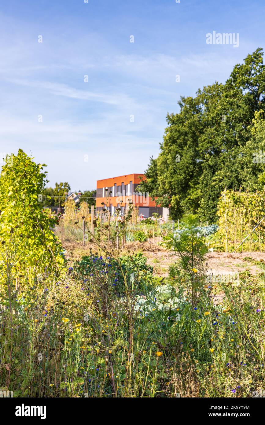 Jardin d'allotement avec champ de fleurs sauvages pour attirer les insectes à Marum avec l'école IKC en arrière-plan dans la municipalité Westerkwartier dans la province de Groningen les pays-Bas Banque D'Images