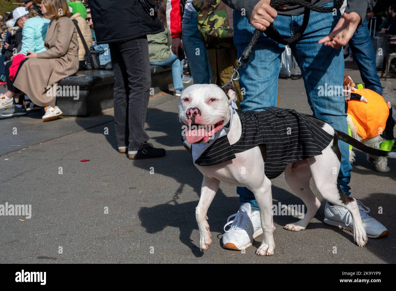 New York, États-Unis. 30th octobre 2022. Des personnes et des animaux de compagnie participent au concours de défilé et de costume de la Fête des chiens à Washington Square Park on 30 octobre 2022 à New York, NY (photo par Matthew Rodier/Sipa USA) Credit: SIPA USA/Alay Live News Banque D'Images