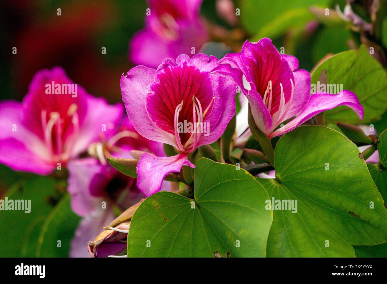 Gros plan de l'Orchid Tree (Bauhinia Variegata Purpurea) à Sydney, Nouvelle-Galles du Sud, Australie (photo de Tara Chand Malhotra) Banque D'Images