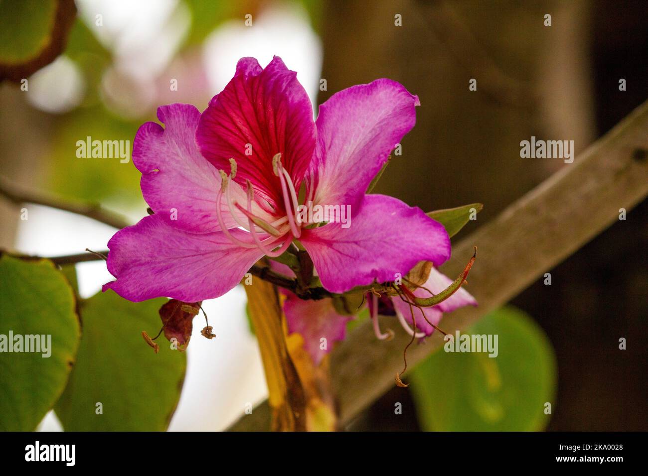 Gros plan de l'Orchid Tree (Bauhinia Variegata Purpurea) à Sydney, Nouvelle-Galles du Sud, Australie (photo de Tara Chand Malhotra) Banque D'Images