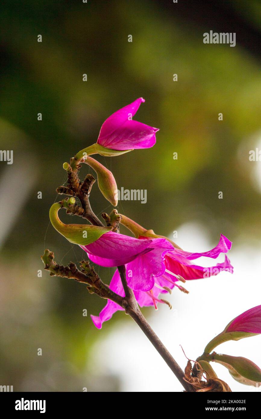 Gros plan de l'Orchid Tree (Bauhinia Variegata Purpurea) à Sydney, Nouvelle-Galles du Sud, Australie (photo de Tara Chand Malhotra) Banque D'Images