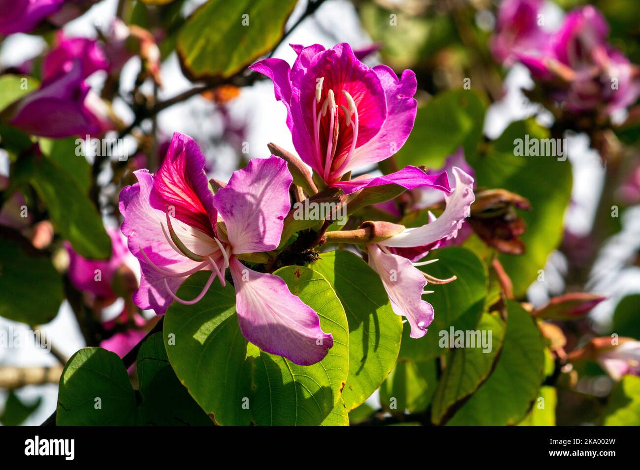 Gros plan de l'Orchid Tree (Bauhinia Variegata Purpurea) à Sydney, Nouvelle-Galles du Sud, Australie (photo de Tara Chand Malhotra) Banque D'Images