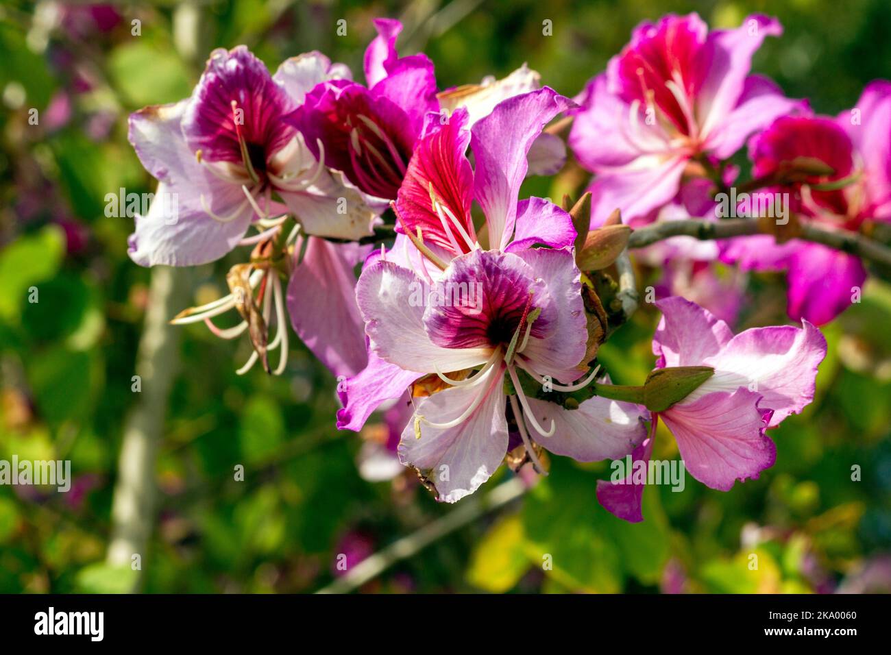 Gros plan de l'Orchid Tree (Bauhinia Variegata Purpurea) à Sydney, Nouvelle-Galles du Sud, Australie (photo de Tara Chand Malhotra) Banque D'Images