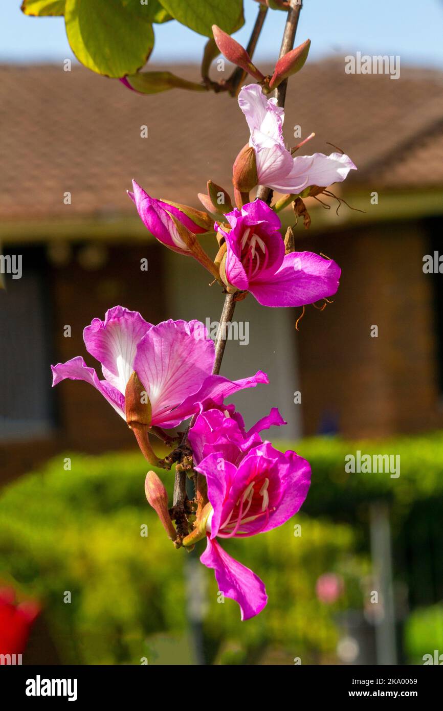 Gros plan de l'Orchid Tree (Bauhinia Variegata Purpurea) à Sydney, Nouvelle-Galles du Sud, Australie (photo de Tara Chand Malhotra)a Banque D'Images