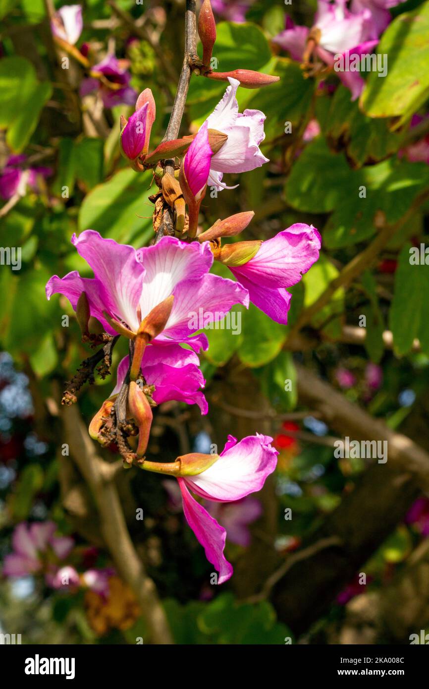 Gros plan de l'Orchid Tree (Bauhinia Variegata Purpurea) à Sydney, Nouvelle-Galles du Sud, Australie (photo de Tara Chand Malhotra)a Banque D'Images