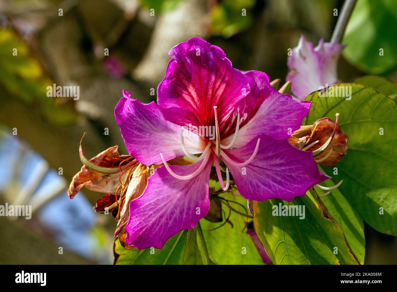 Gros plan de l'Orchid Tree (Bauhinia Variegata Purpurea) à Sydney, Nouvelle-Galles du Sud, Australie (photo de Tara Chand Malhotra)a Banque D'Images