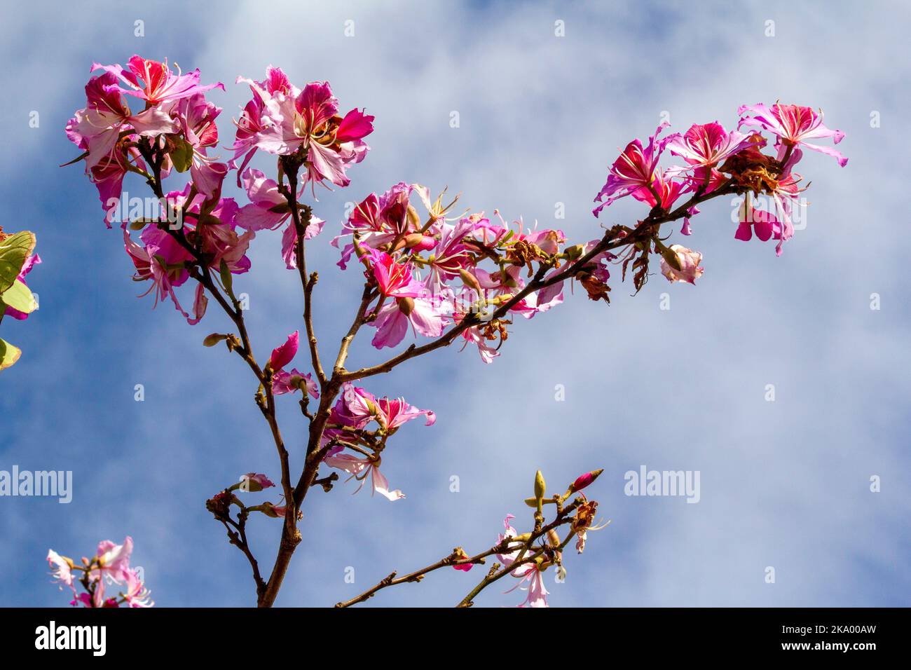 Gros plan de l'Orchid Tree (Bauhinia Variegata Purpurea) à Sydney, Nouvelle-Galles du Sud, Australie (photo de Tara Chand Malhotra)a Banque D'Images