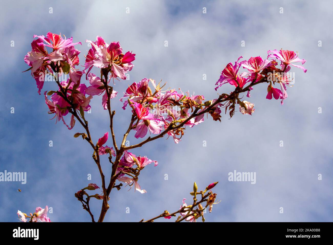 Gros plan de l'Orchid Tree (Bauhinia Variegata Purpurea) à Sydney, Nouvelle-Galles du Sud, Australie (photo de Tara Chand Malhotra)a Banque D'Images