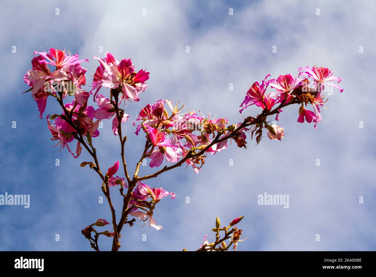 Gros plan de l'Orchid Tree (Bauhinia Variegata Purpurea) à Sydney, Nouvelle-Galles du Sud, Australie (photo de Tara Chand Malhotra)a Banque D'Images
